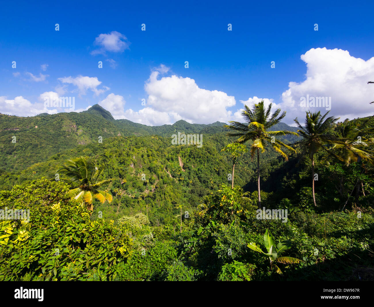 Dschungel am Anse La Verdure, Saint Lucia, Windward-Inseln, kleine Antillen Stockfoto