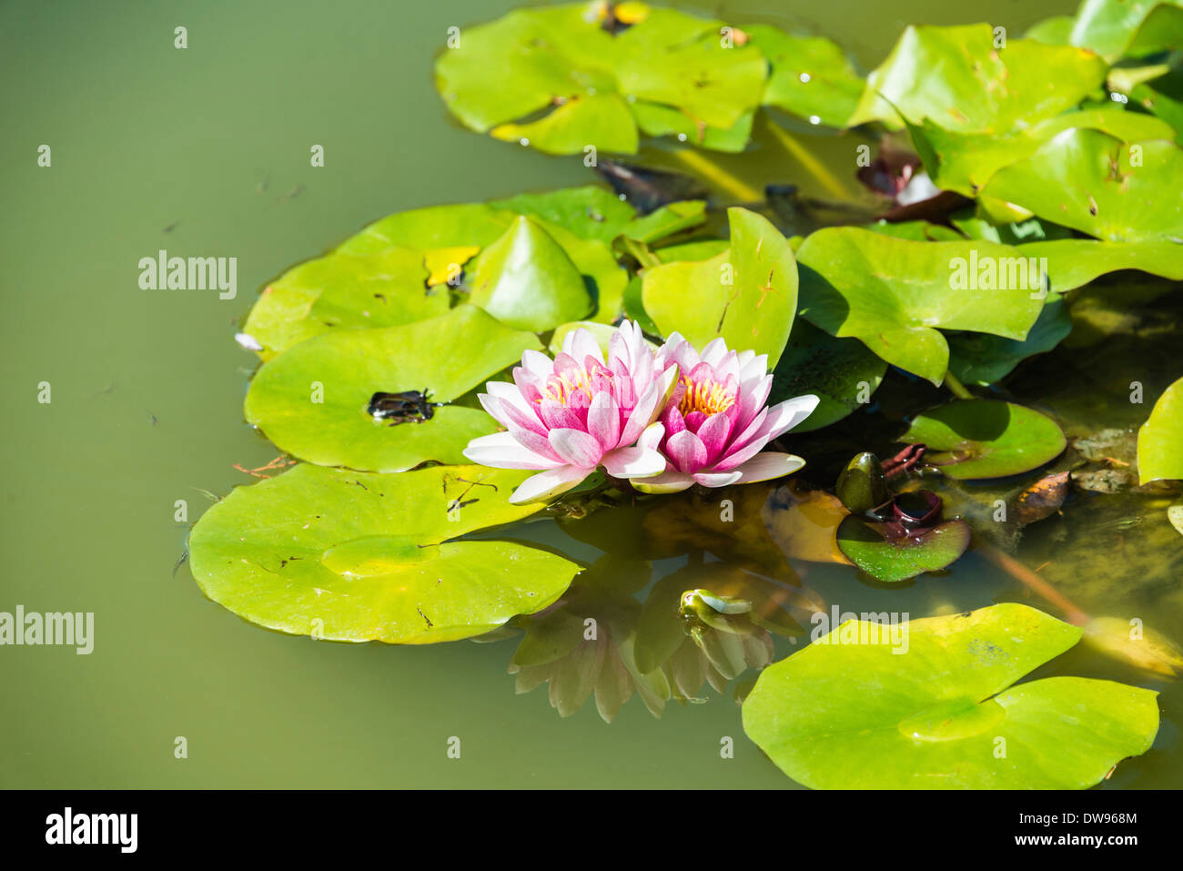 Rosa und Weiße Seerose (Nymphaea spp.) in einem Teich Stockfoto