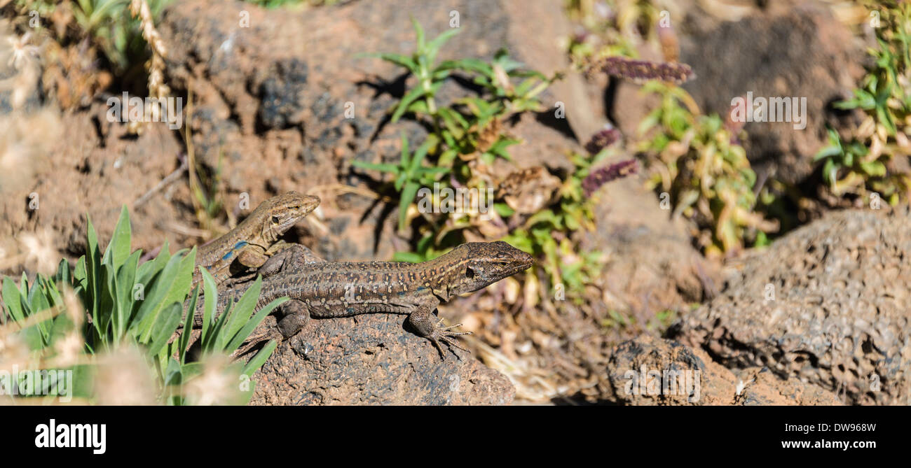 Zwei Kanarischen Eidechsen (Gallotia Galloti) sonnen sich auf einem Felsen, endemisch auf den Kanarischen Inseln, Teneriffa, Kanarische Inseln, Spanien Stockfoto