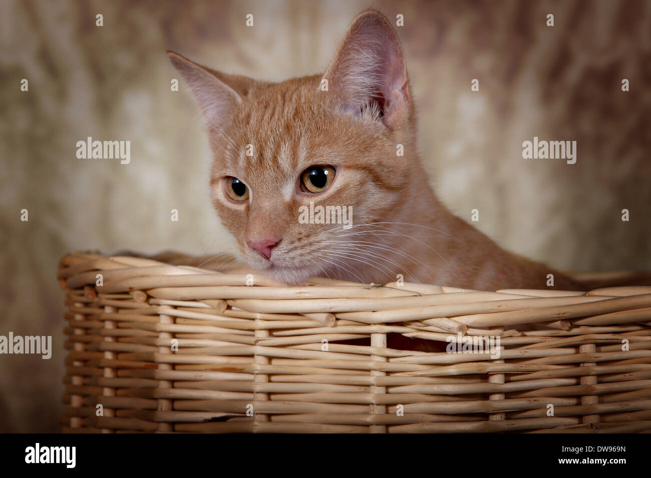 Rot Tabby Hauskatze, ca. 6 Monate, Blick aus einem Korb Stockfoto