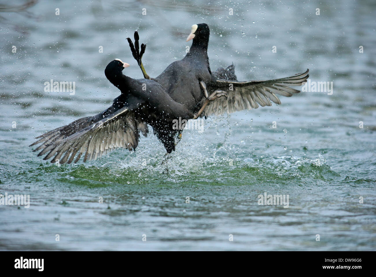 Eurasische Blässhuhn (Fulica Atra), zwei Männer kämpfen in der Wasser, Luisenpark, Mannheim, Baden-Württemberg, Deutschland Stockfoto