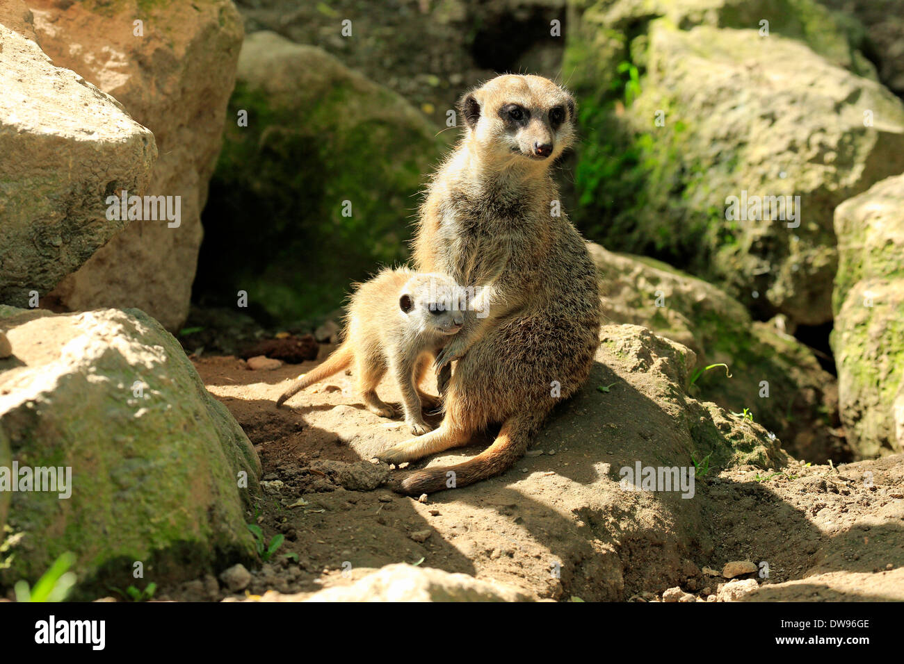 Erdmännchen (Suricata Suricatta), Erwachsene mit Welpen, alert, Deutschland Stockfoto