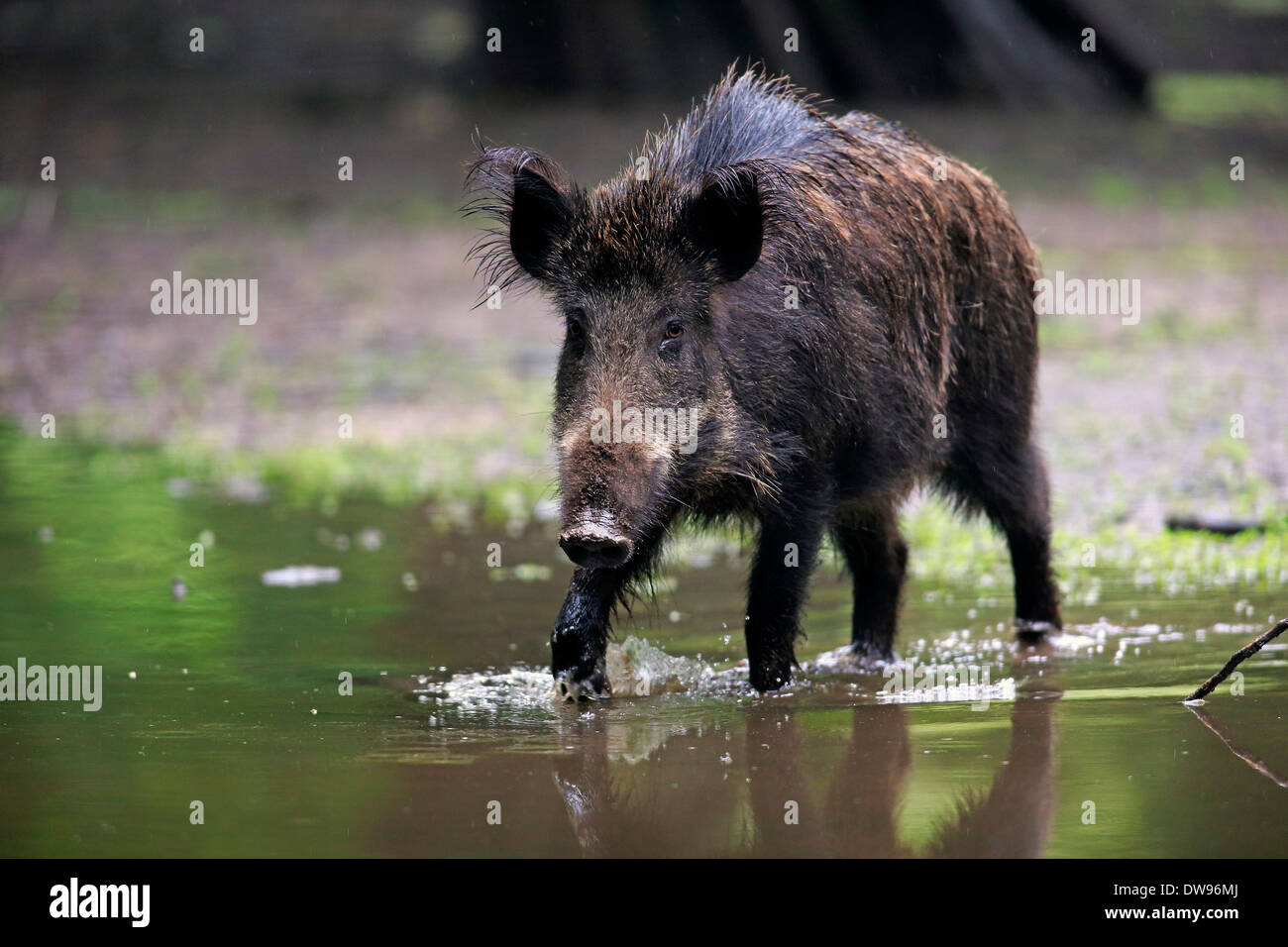 Wildschwein (Sus Scrofa), Erwachsene Sau Fütterung in Wasser, Baden-Württemberg, Deutschland Stockfoto