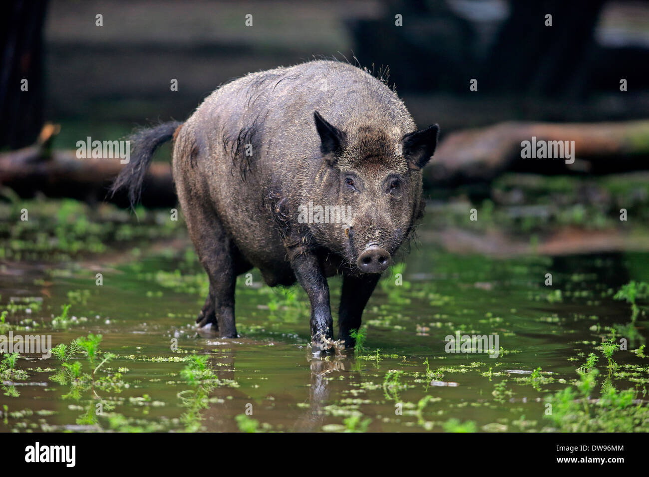 Wildschwein (Sus Scrofa), Erwachsene Keiler im Wasser, Baden-Württemberg, Deutschland Stockfoto