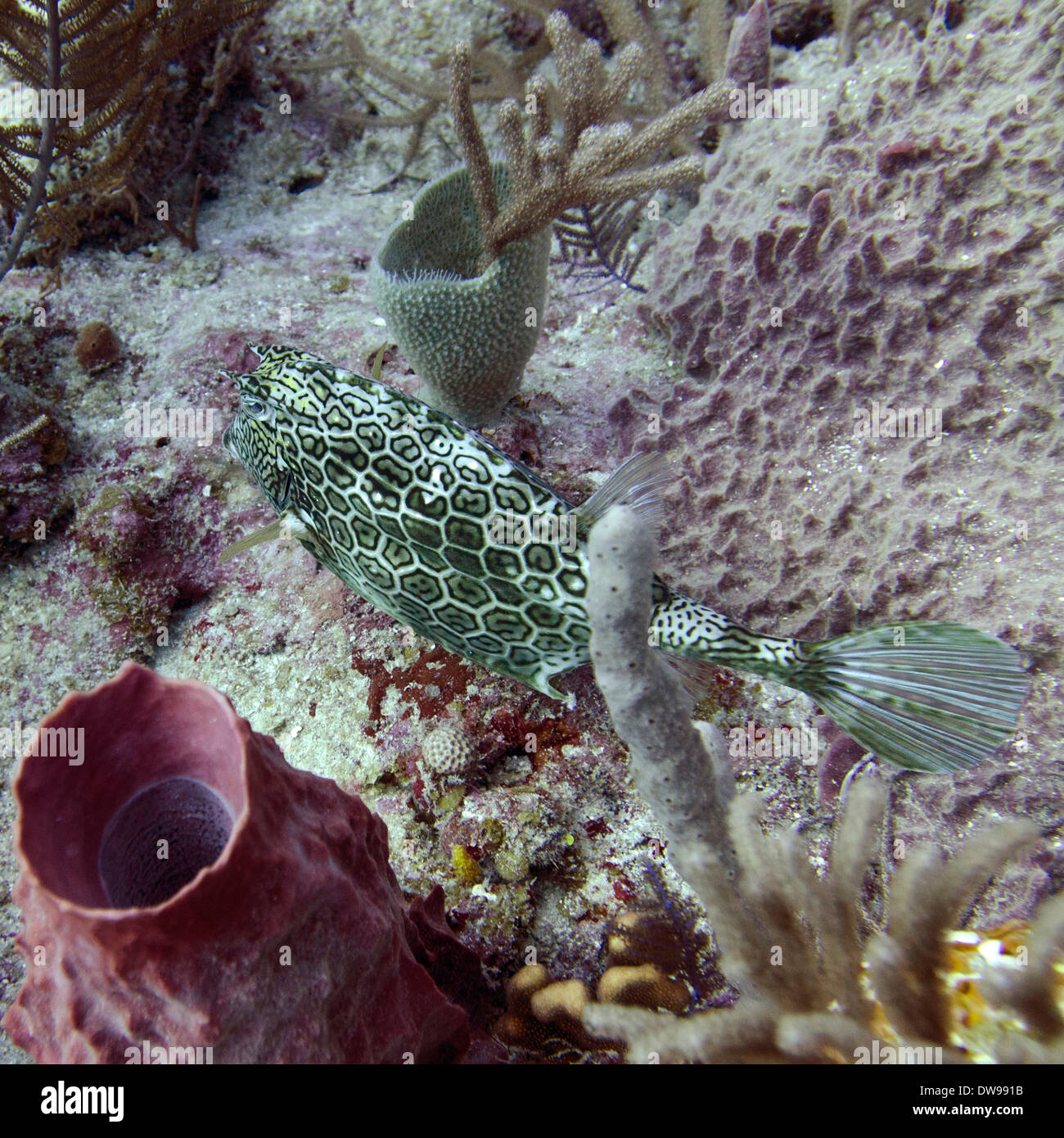 Unterwasser-Blick der Fische am Korallenriff Utila Bay Islands Honduras Stockfoto