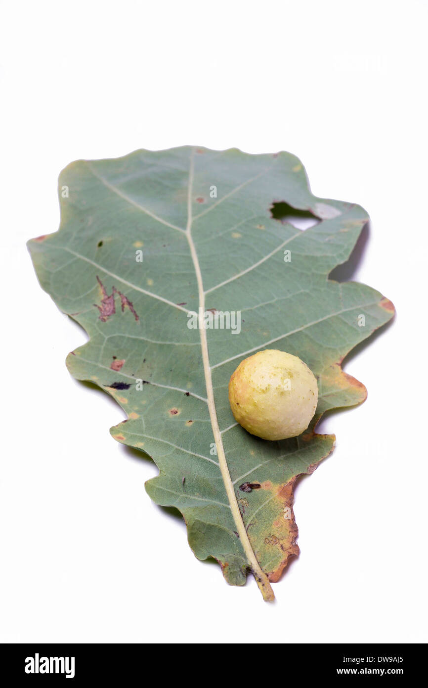 Eiche Äpfel an eine Eiche. Parasiten auf Pflanzen. Eiche Äpfel an eine Eiche. Parasiten auf Pflanzen. Stockfoto