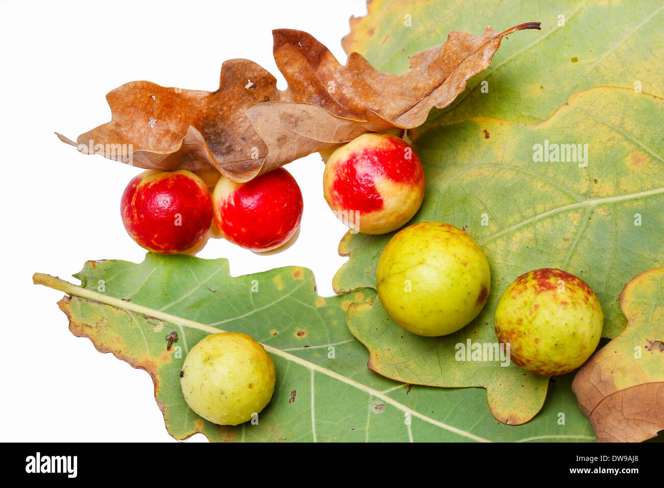 Eiche Äpfel an eine Eiche. Parasiten auf Pflanzen. Eiche Äpfel an eine Eiche. Parasiten auf Pflanzen. Stockfoto