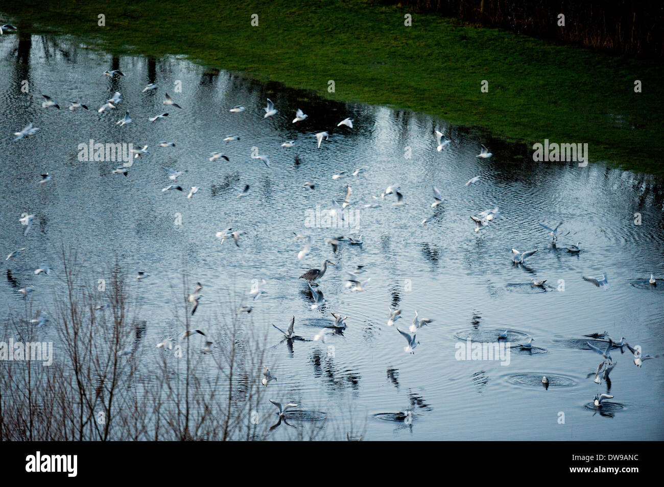 Ein Heron inmitten einer Herde von Möwen in die überfluteten Felder auf der Somerset Levels Februar 2014 Stockfoto