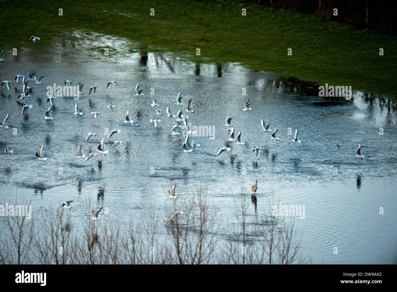 Ein Heron inmitten einer Herde von Möwen in die überfluteten Felder auf der Somerset Levels Februar 2014 Stockfoto