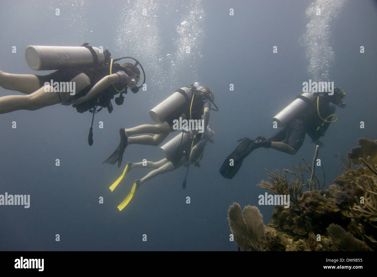 Taucher Unterwasser Utila Bay Islands Honduras Stockfoto