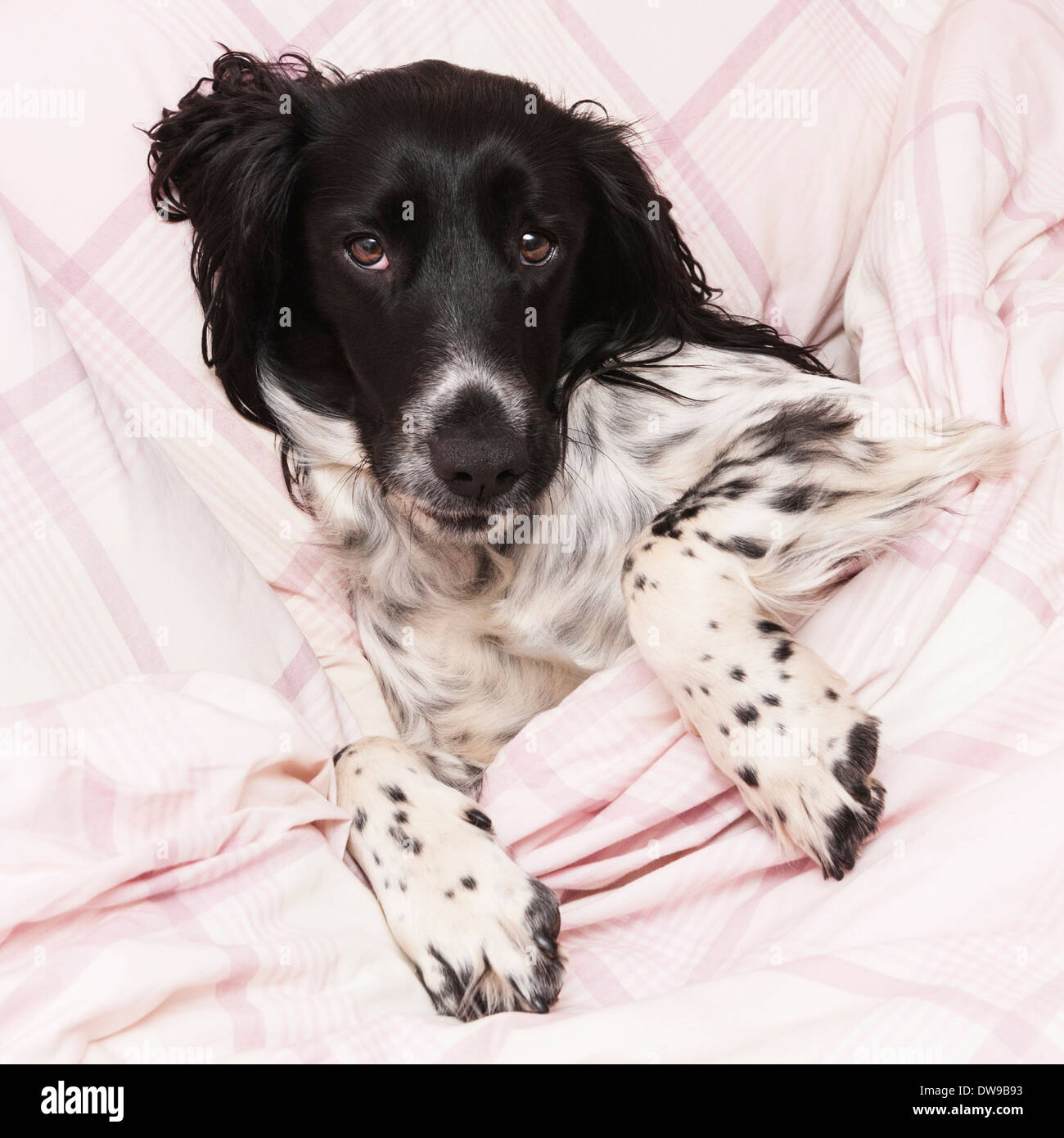 Einen schwarzen und weißen English Springer Spaniel im Innenbereich auf einem Bett Stockfoto