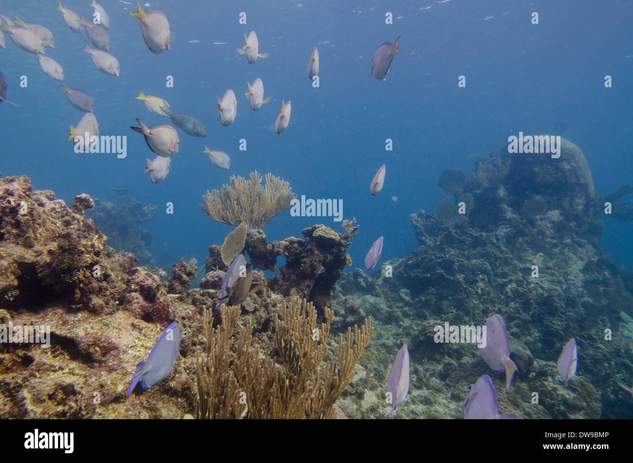 Schule von Blue Tang Fisch (Paracanthurus Hepatus) Schwimmen unter Wasser, Utila, Bay Islands, Honduras Stockfoto