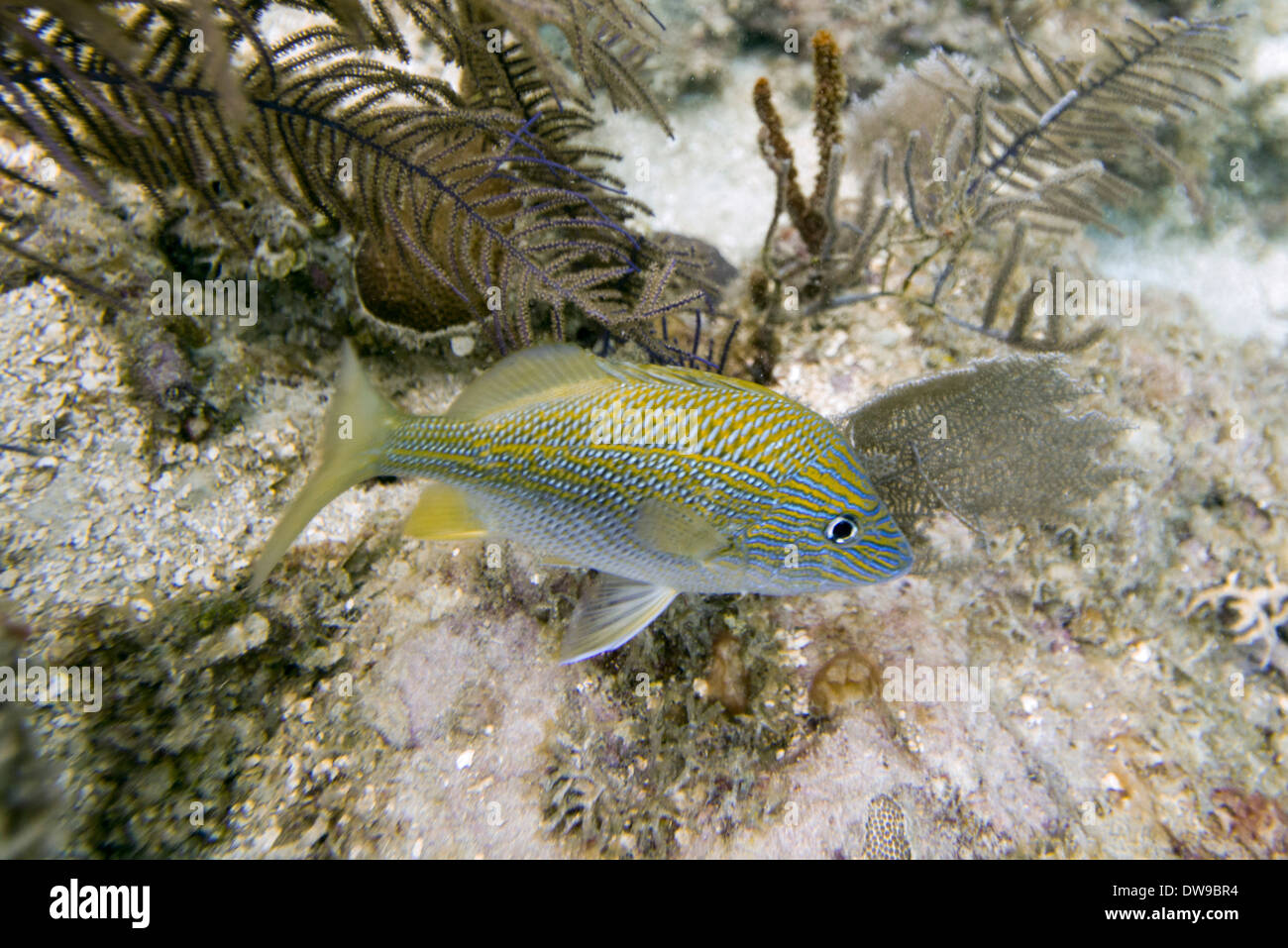 Blau gestreifte Grunt (Sciurus Haemulon) unter Wasser schwimmen, Insel Utila, Bay Islands, Honduras Stockfoto