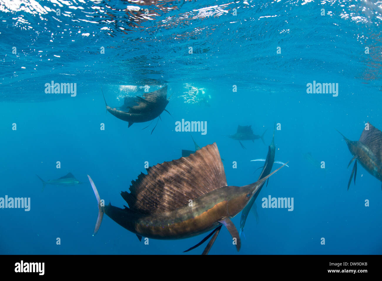Atlantic Sailfish Jagd Spanisch Sardinen, Isla Mujeres, Yucatan, Mexiko Stockfoto