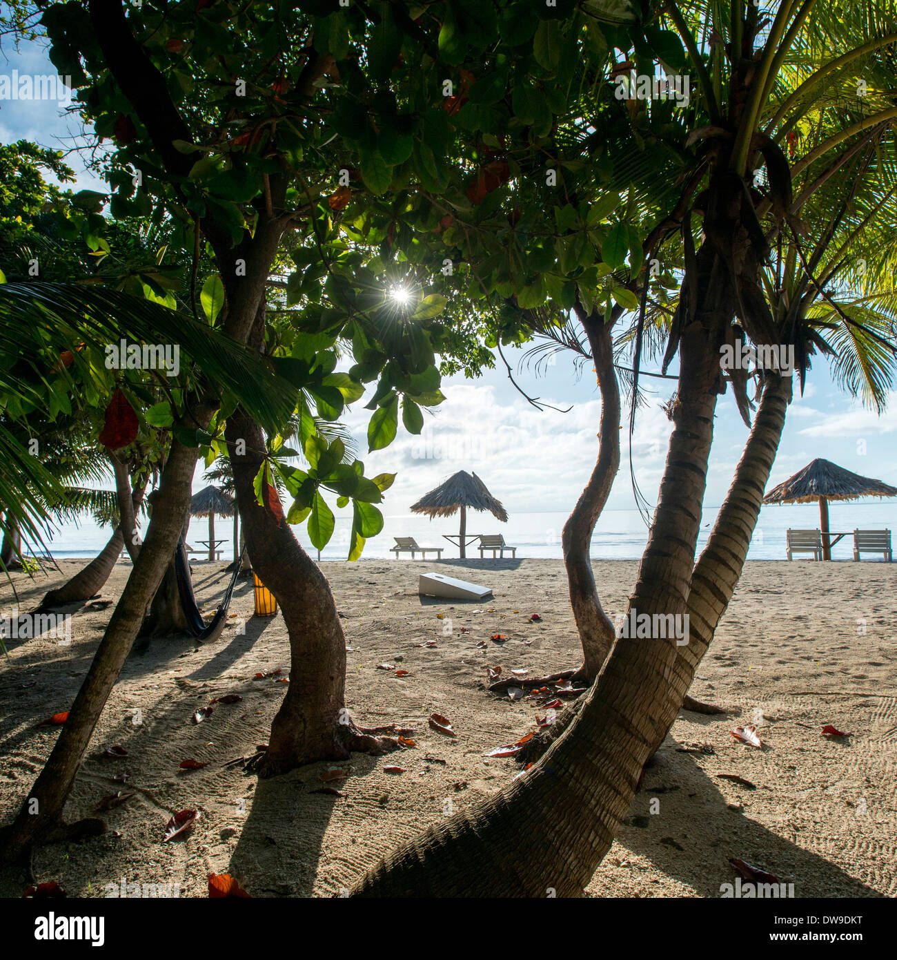 Bäume am Strand Utopie Dorf Utila Bay Islands Honduras Stockfoto