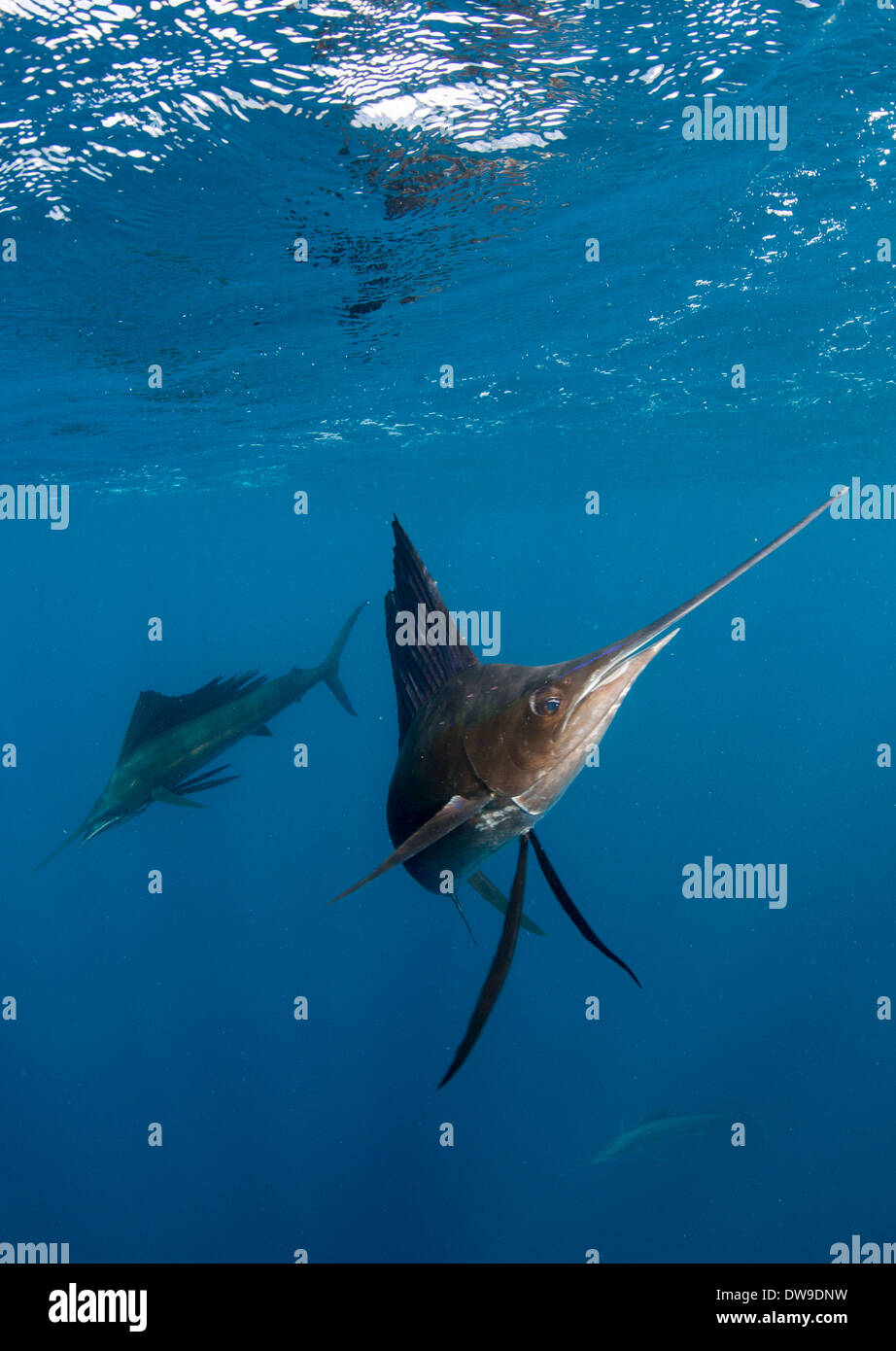 Atlantic Sailfish Jagd Spanisch Sardinen, Isla Mujeres, Yucatan, Mexiko Stockfoto