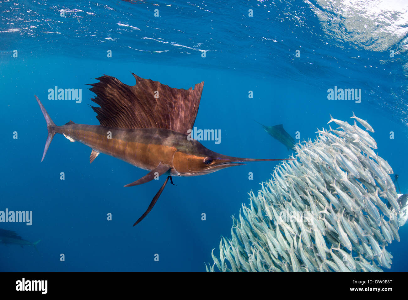 Atlantic Sailfish Jagd Spanisch Sardinen, Isla Mujeres, Yucatan, Mexiko Stockfoto