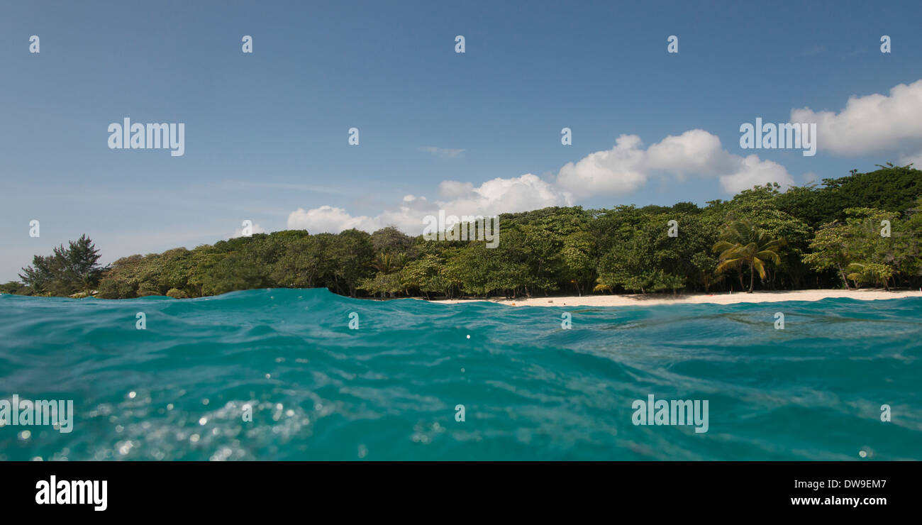 Bäume an der Küste, Utila, Bay Islands, Honduras Stockfoto