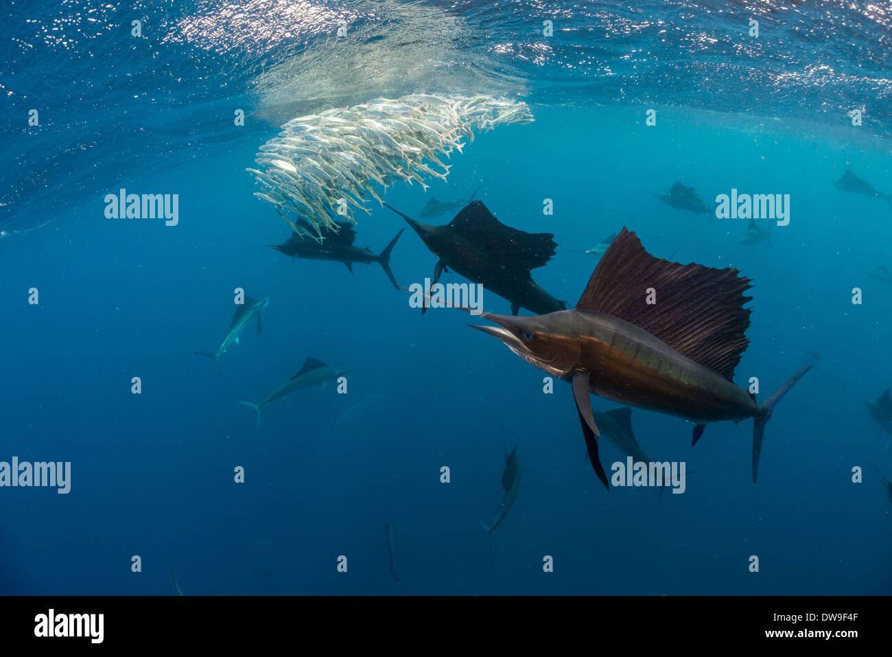 Atlantic Sailfish Jagd Spanisch Sardinen, Isla Mujeres, Yucatan, Mexiko Stockfoto