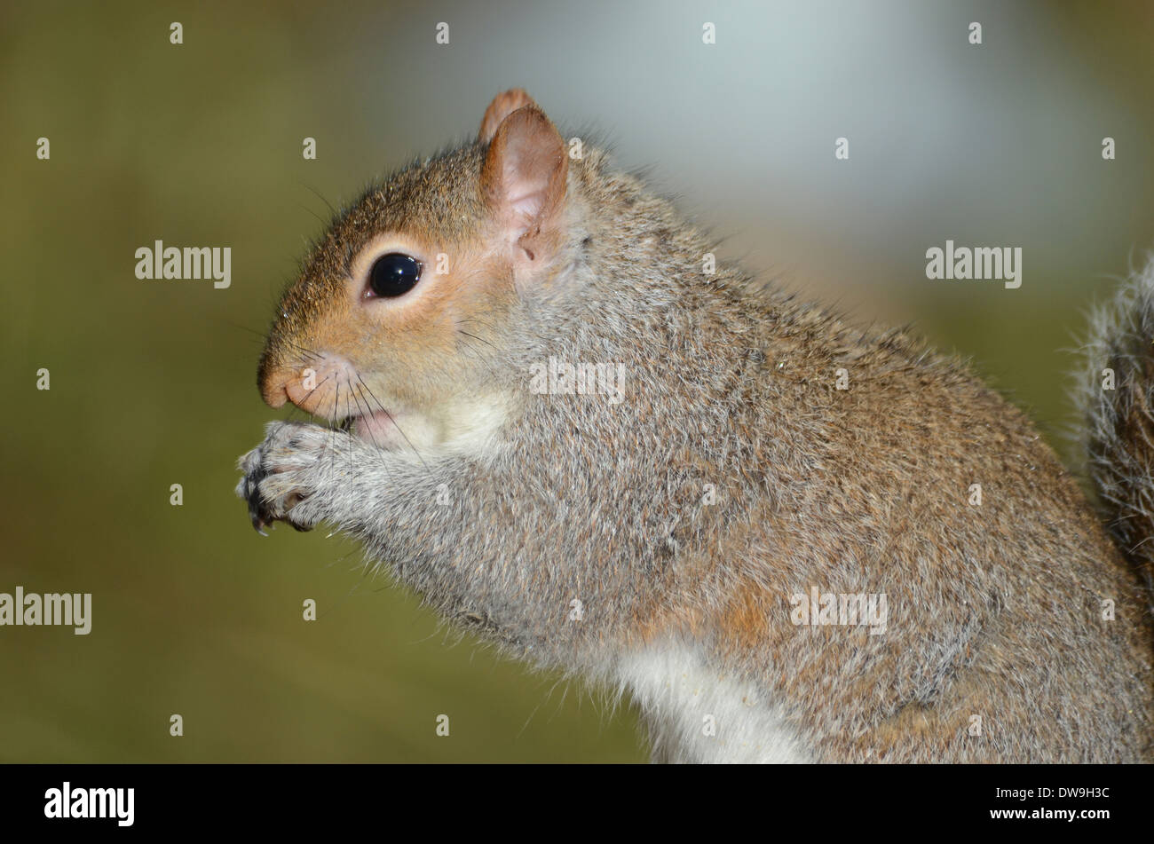Ein graues Eichhörnchen Stockfoto