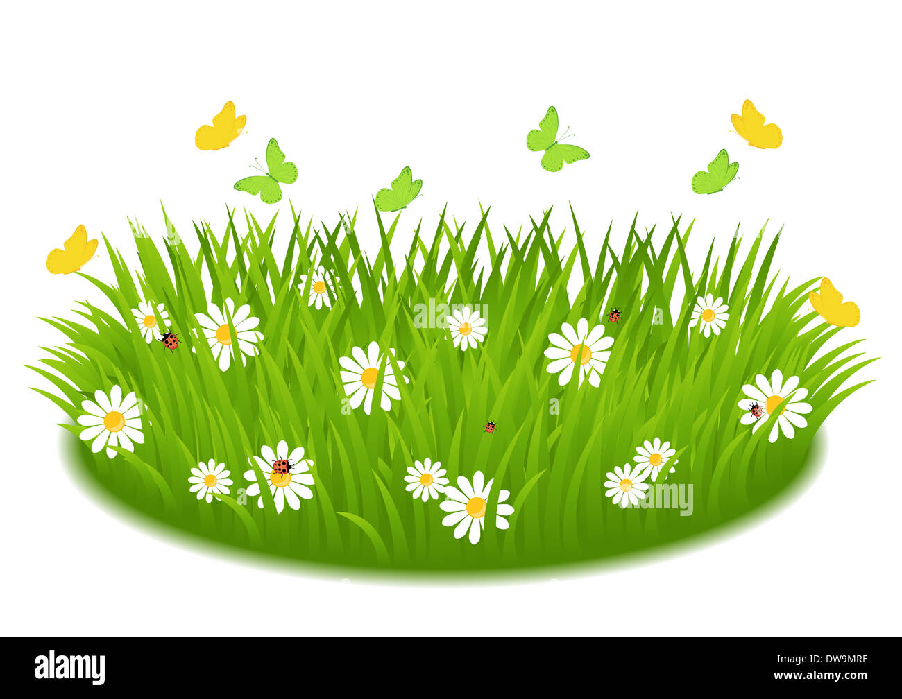 Grasgrün mit Gänseblümchen, Schmetterling und Marienkäfer Stockfoto