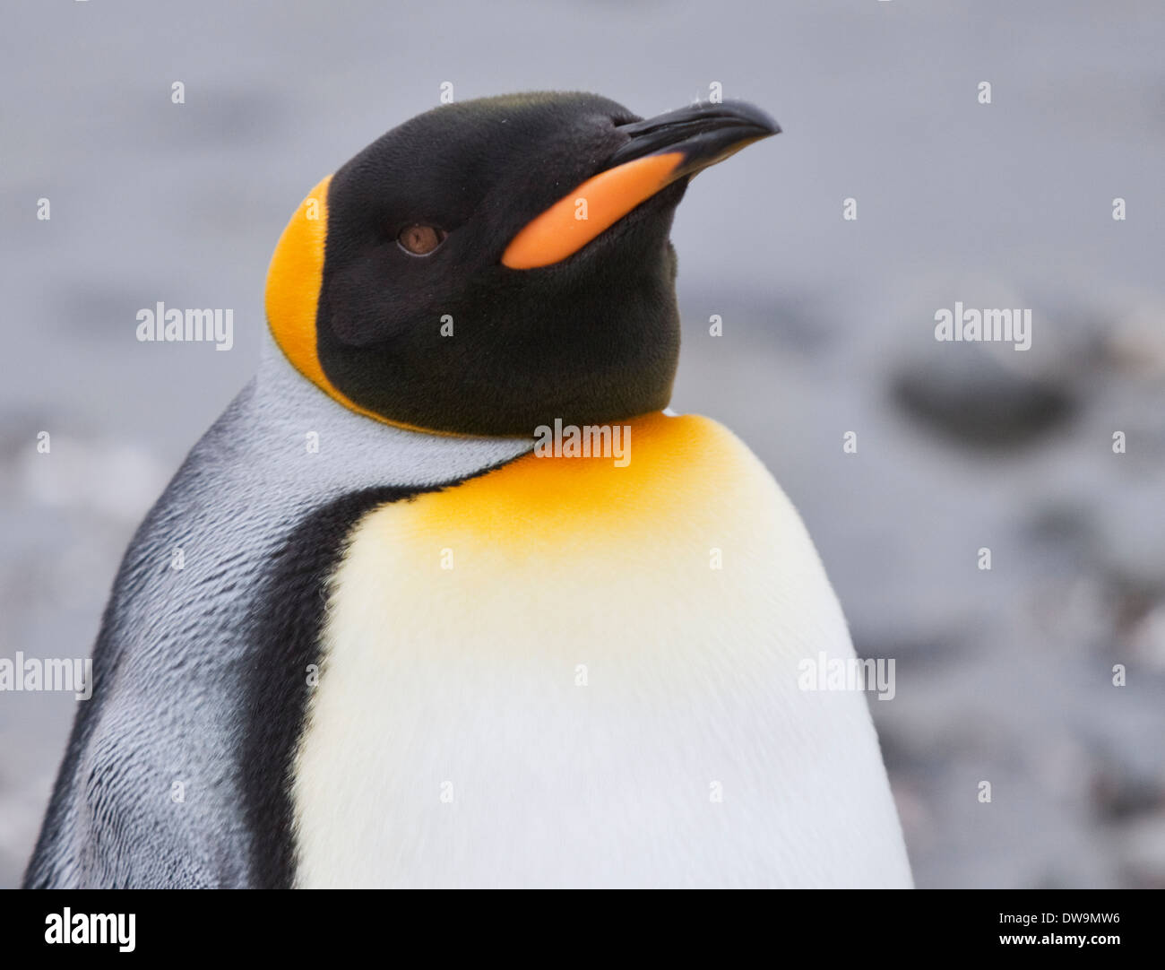 King Penguin (Aptenodytes Patagonicus), St. Andrews Bay, Süd-Georgien Stockfoto