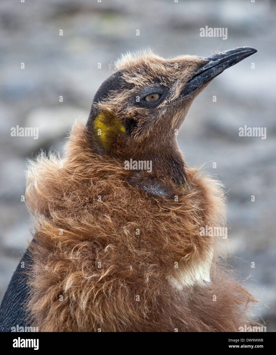 König, Pinguin Küken (Aptenodytes Patagonicus), St. Andrews Bay, Süd-Georgien Stockfoto