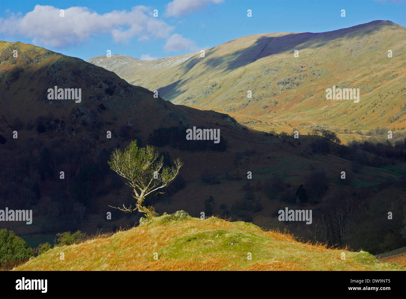 Einsamer Baum auf Loughrigg Fell, umrahmt von den Großteil der Nab Narbe, Nationalpark Lake District, Cumbria, England UK Stockfoto