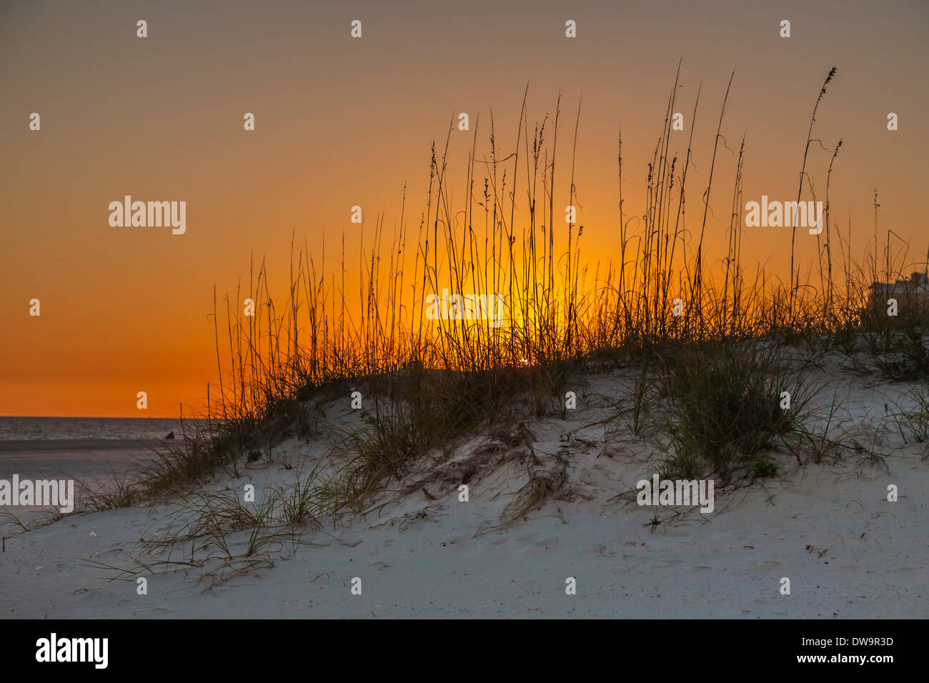 Dünen und Meer Hafer bei Sonnenuntergang am Strand von Gulf Shores, Alabama Stockfoto