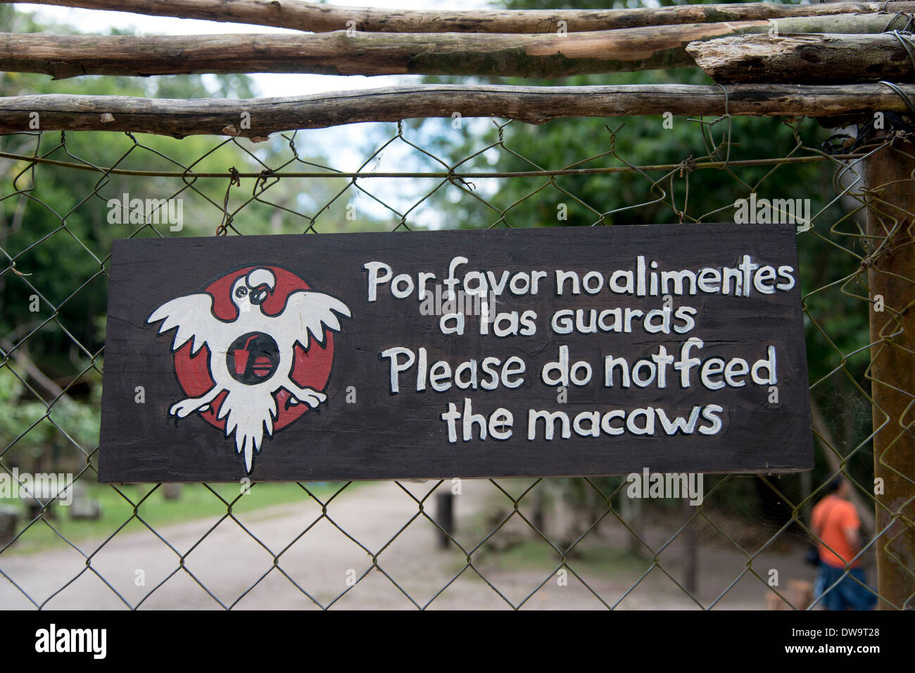 Füttern Sie Ara-Zeichen auf einem Zaun Copan Copan Ruinas Copan Abteilung Honduras nicht Stockfoto