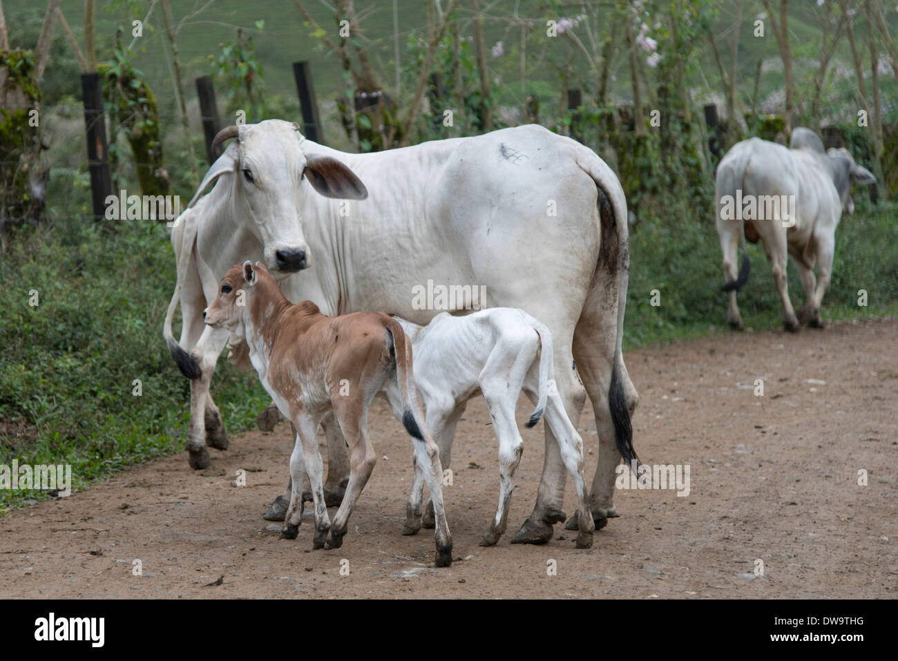 Kuh, die Pflege ihrer Kalb in einer Farm Bay Islands Honduras Stockfoto