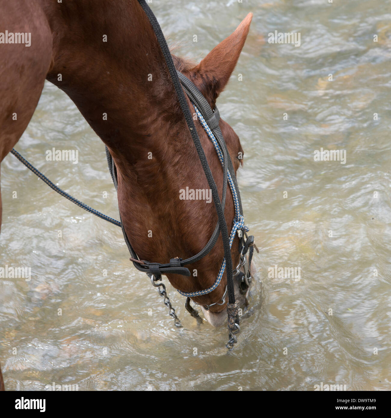 Pferd Trinkwasser, Finca El Cisne, Honduras Stockfoto