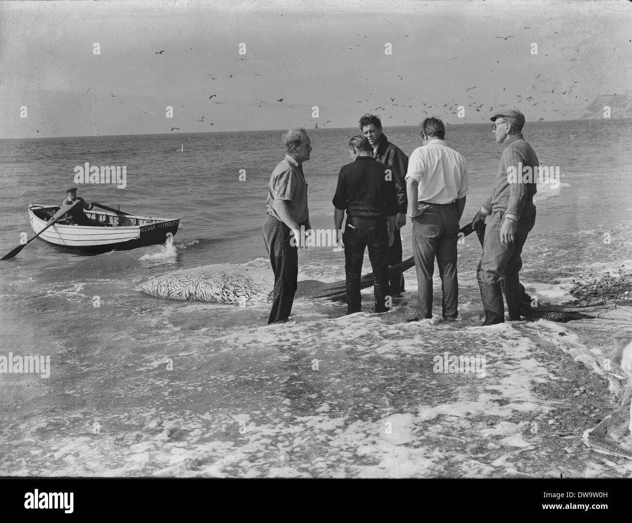 Seine Netze Besatzungen Angeln für Makrele und Sprotten vom Strand am West Bay und entlang der Chesil Beach um 1950 Stockfoto