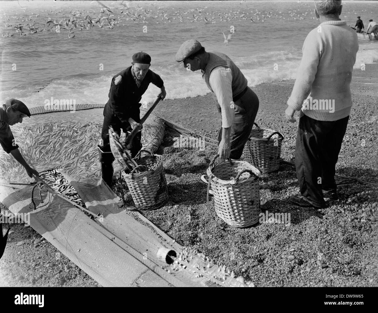 Seine Netze Besatzungen Angeln für Makrele und Sprotten vom Strand am West Bay und entlang der Chesil Beach um 1950 Stockfoto