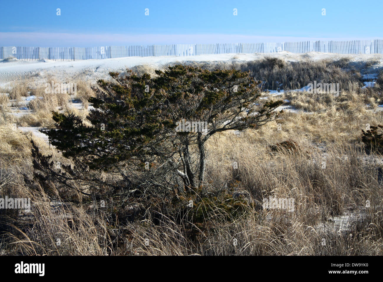 Robert Moses Dune #3 Stockfoto