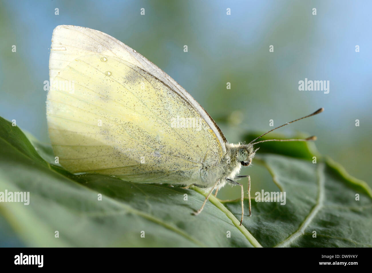 Großer weißer Schmetterling Stockfoto