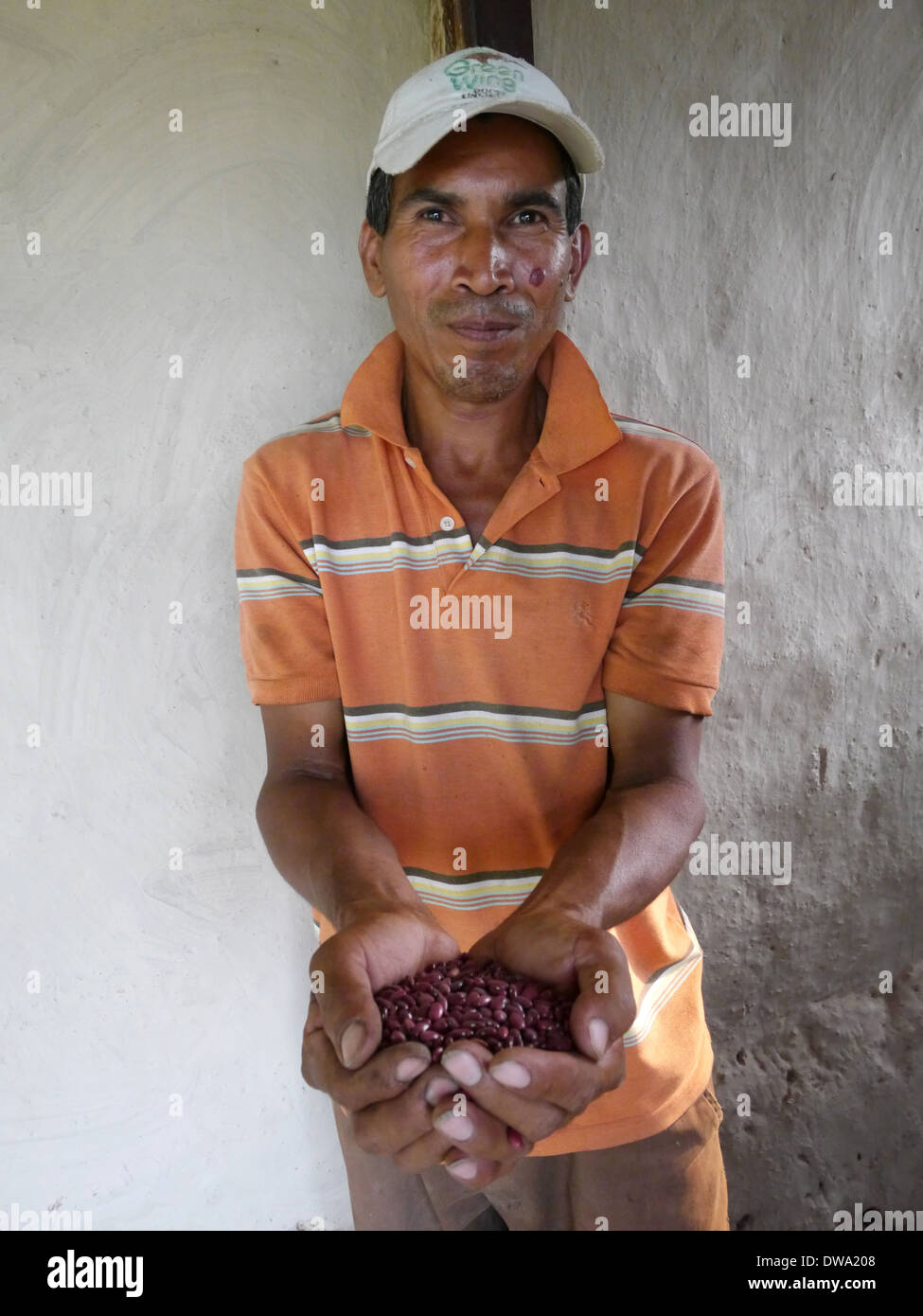 Nicaragua-FEDICAMP Projekte. Rio Abajo. Seed Bank Präsident Jose Lopez (47). Halten Bohnen. Stockfoto