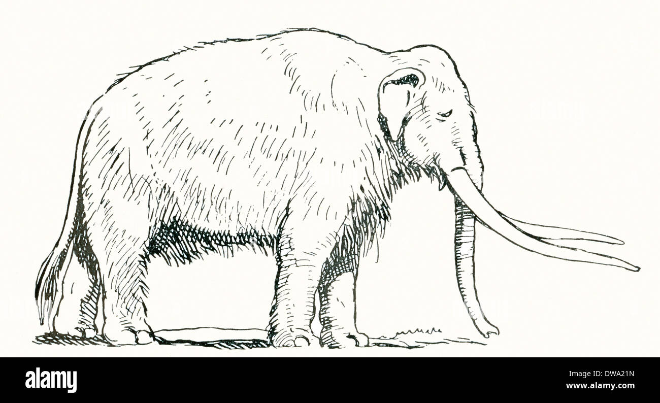 Mammut. Nach einer Arbeit c.1920 Stockfoto