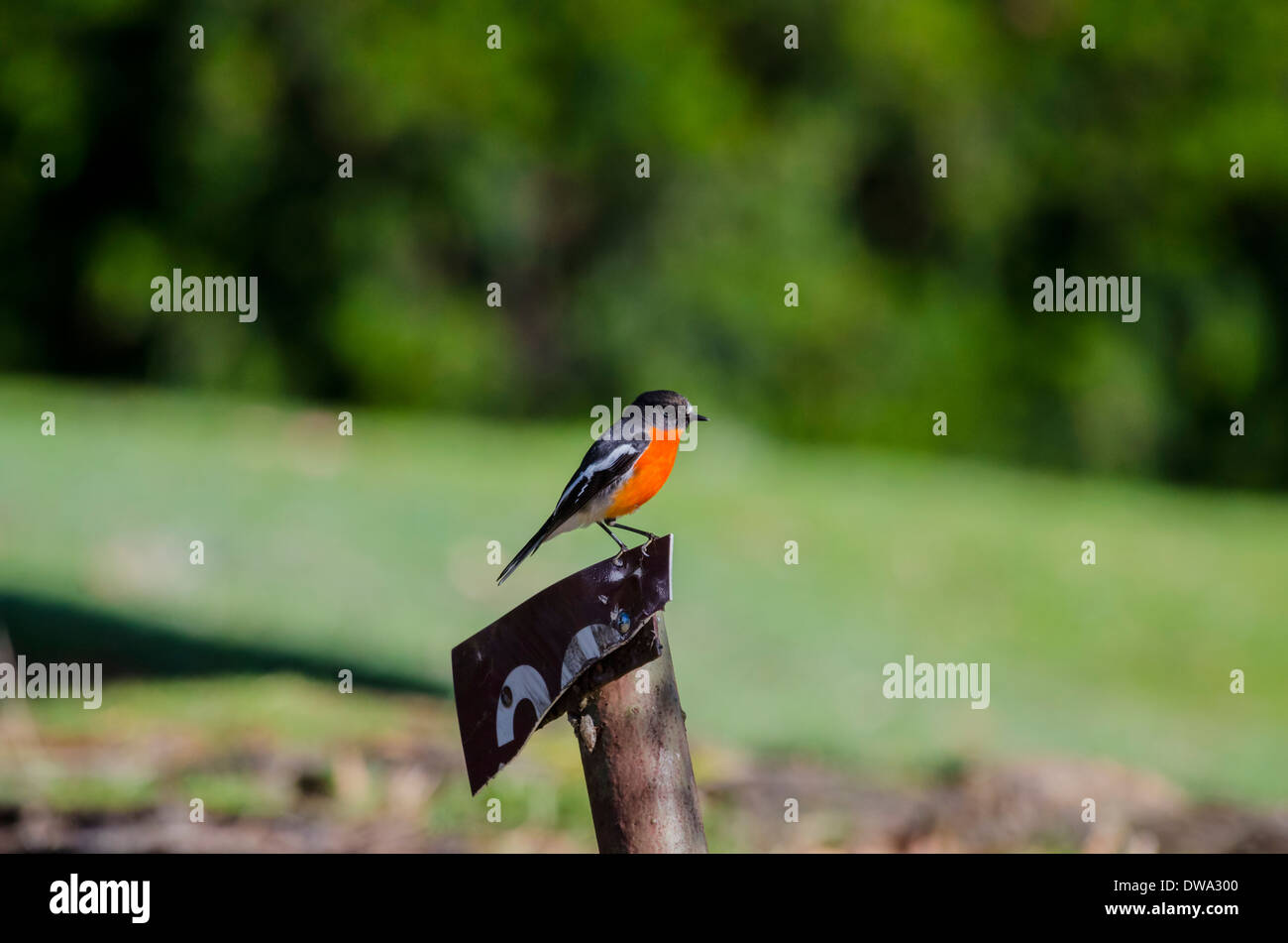 Die Flamme Robin (Petroica Phoenicea) ist ein kleiner Singvogel Vogel in Australien heimisch. Stockfoto
