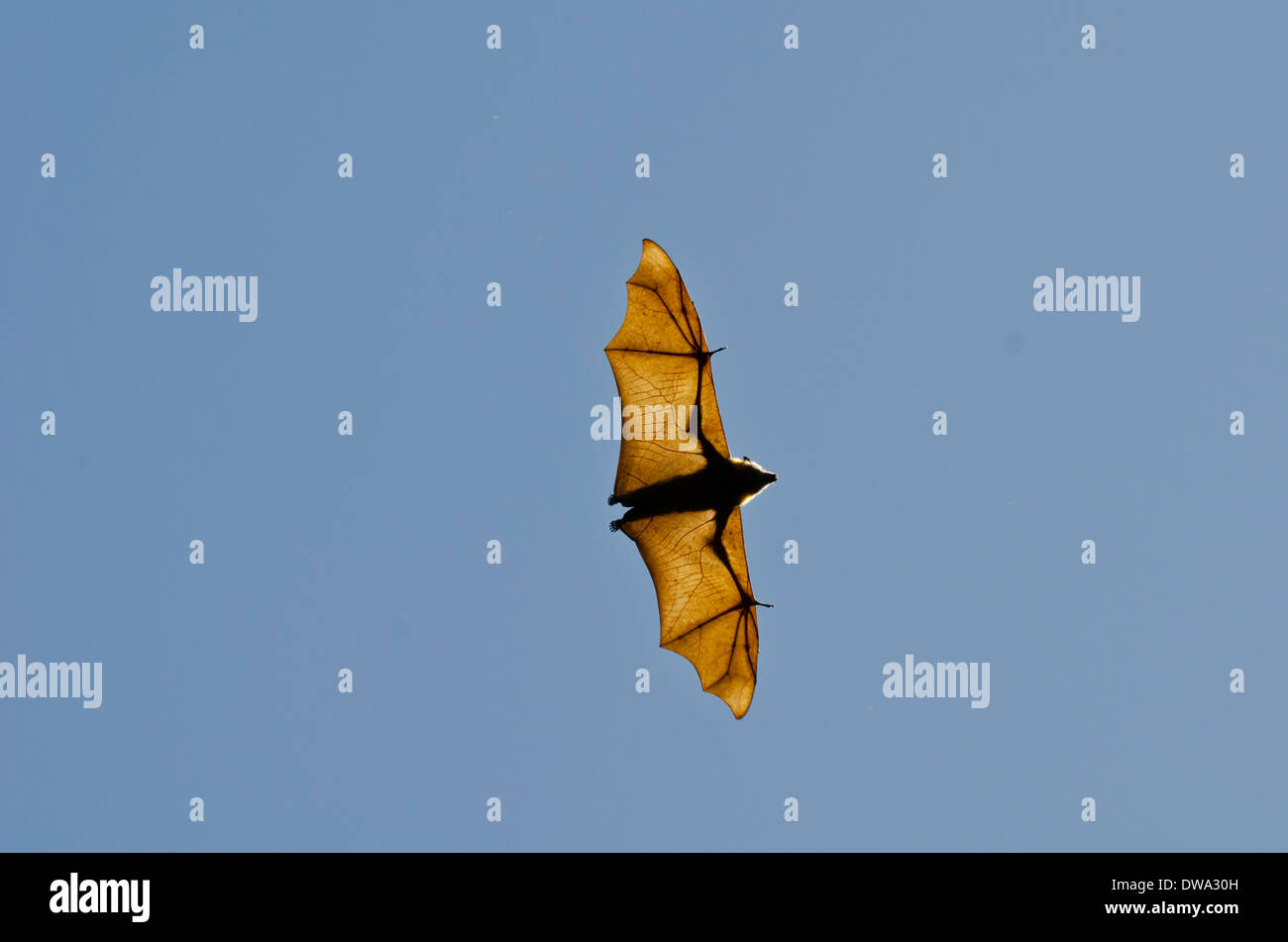 Unter der Leitung von grau-Flughund (Pteropus Poliocephalus) ist eine Megabat, die ursprünglich aus Australien Stockfoto