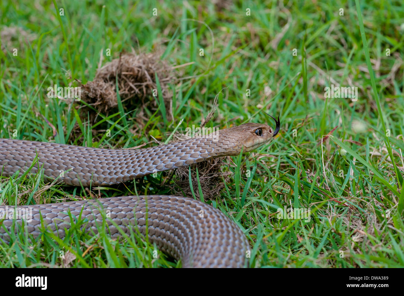 Östliche braune Schlange Pseudonaja textilis Stockfoto