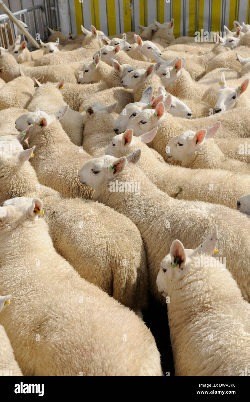 Schafherde erwarten Scheren am Melplash Agricultural Show, Bridport, Dorset Stockfoto