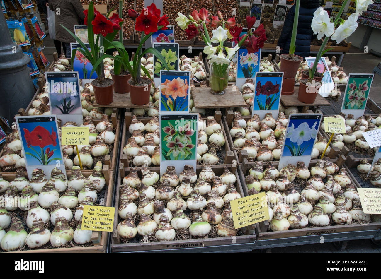 Blumenzwiebeln für den Verkauf auf dem Amsterdamer Blumenmarkt, Amsterdam, Niederlande Stockfoto