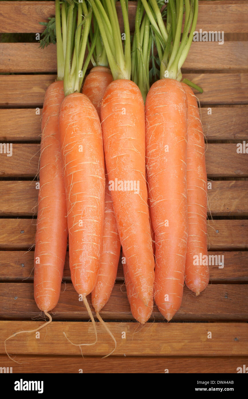 Frisch gepflückt und gewaschene Karotten mit ihren Spitzen Stockfoto