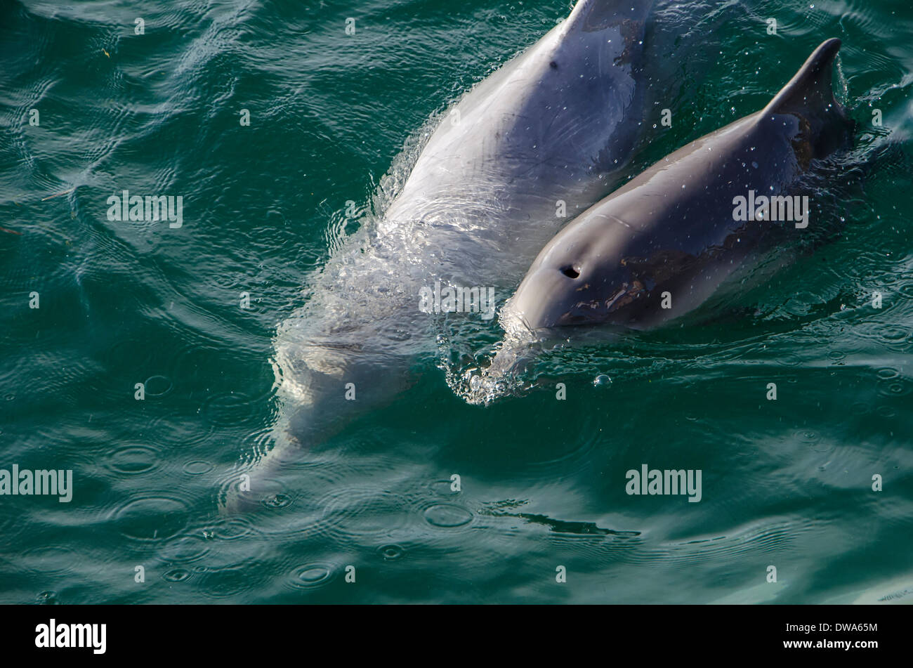 Sousa Chinensis Chinesischer weißer Delphin, Pazifische Buckelwal Delphin oder Indo-pazifischen Buckelwal Delphin Stockfoto