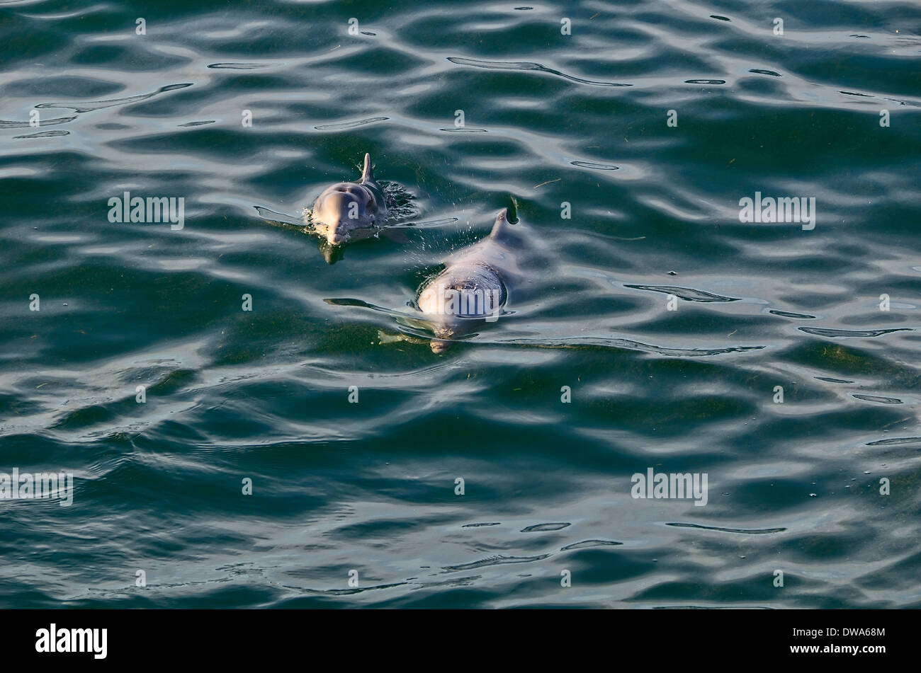 Sousa Chinensis Chinesischer weißer Delphin, Pazifische Buckelwal Delphin oder Indo-pazifischen Buckelwal Delphin Stockfoto