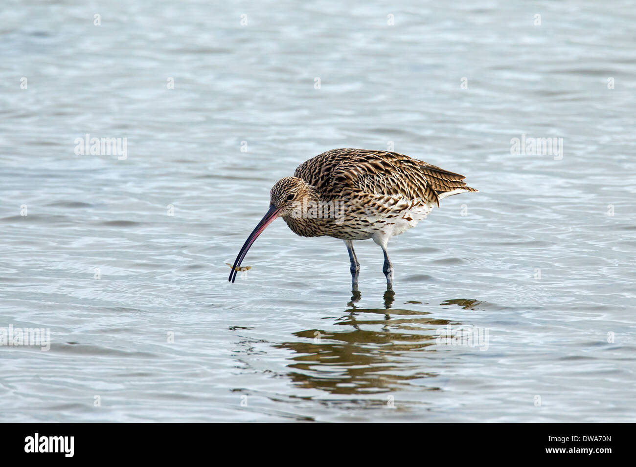 Eurasische Brachvogel / Europäische Brachvogel (Numenius Arquata) auf Nahrungssuche im seichten Wasser entlang der Nordseeküste mit Garnelen im Schnabel Stockfoto