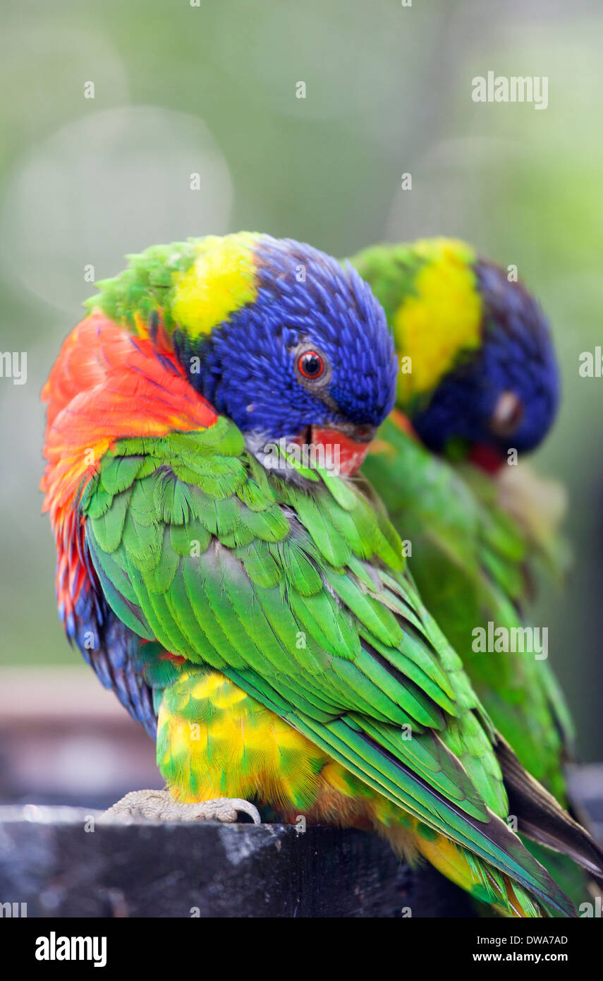 Zwei Allfarbloris (Trichoglossus Haematodus) Reinigung selbst Stockfoto