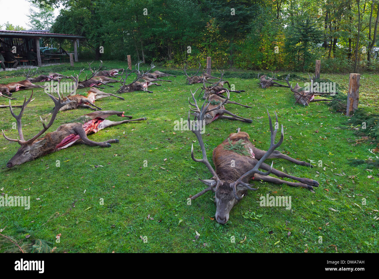 Geernteten Rothirsch (Cervus Elaphus) Hirsch geschossen und entkernt von Jägern nach der Jagd während der Jagdsaison im Herbst Stockfoto