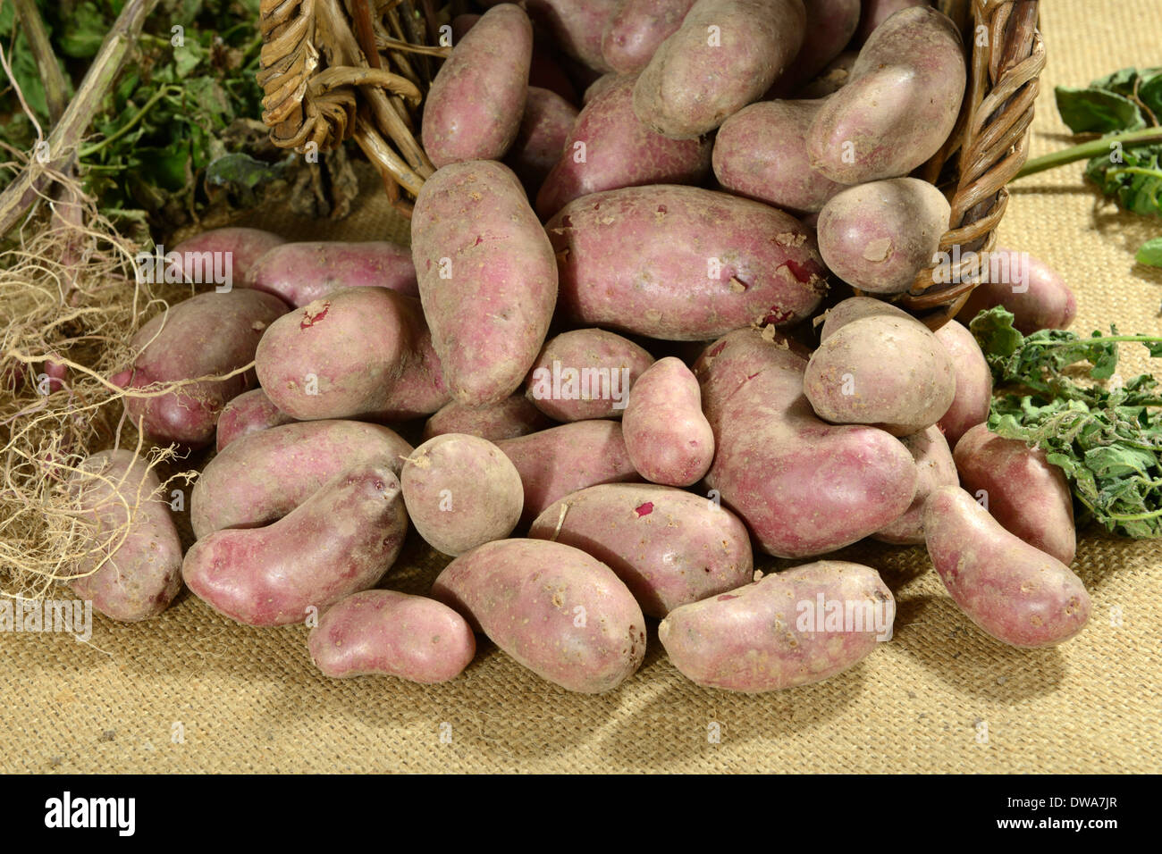 Kartoffel Rote Emalie Stockfoto